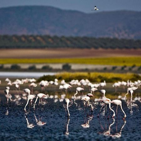 Cortijo La Torquilla Laguna Fuente De Piedra Málaga Kültér fotó