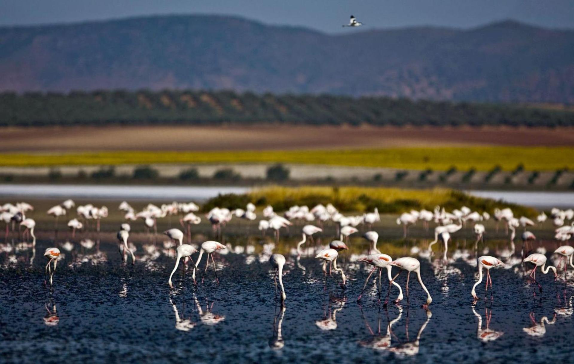 Cortijo La Torquilla Laguna Fuente De Piedra Málaga Kültér fotó